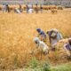 Pakistan farmers demands agricultural emergency in country