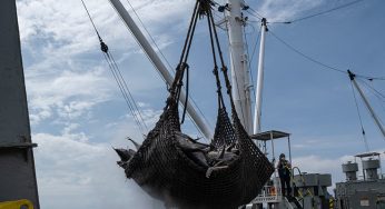 India becomes first Vice Chair of FAO COFI Fisheries Sub-Committee, will empower Global South perspectives