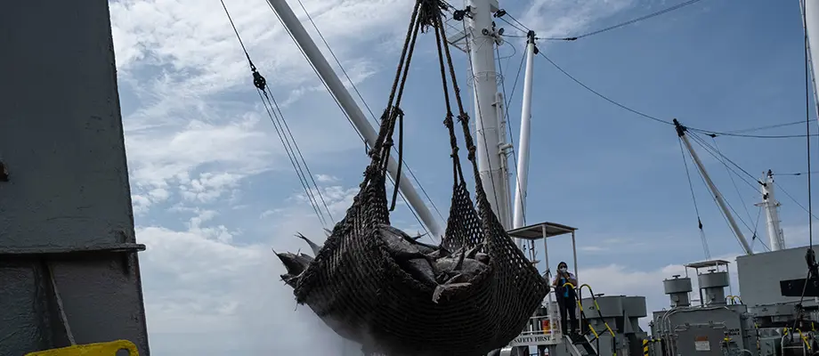 India becomes first Vice Chair of FAO COFI Fisheries Sub-Committee, will empower Global South perspectives