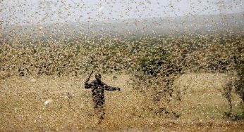 UN body in Afghanistan thanks India for assistance in combating locust threat