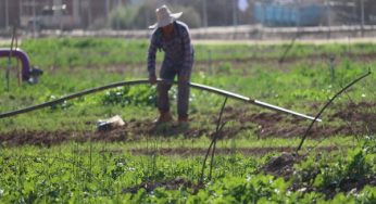 ‘A shortage of hands’: Israeli farmers praise higher quota for foreign workers