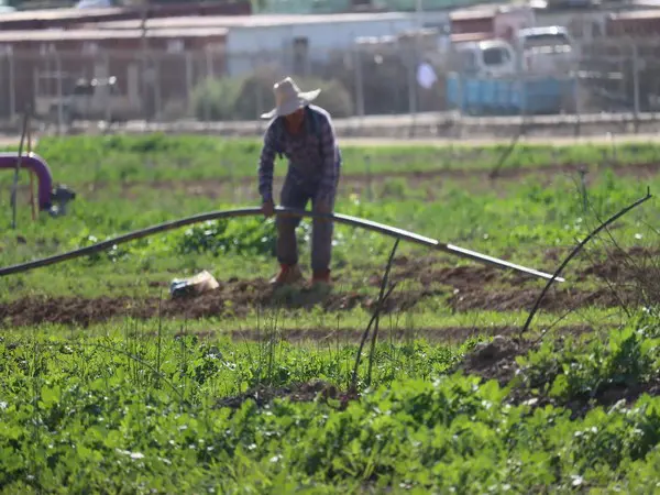 ‘A shortage of hands’: Israeli farmers praise higher quota for foreign workers