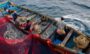 Reduce carbon footprints for climate-resilient fisheries: India tells global UN body
