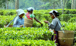 Guwahati Hosts Two-Day Bi-Centenary Conference To Mark 200 Years Of Assam Tea