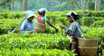 Guwahati Hosts Two-Day Bi-Centenary Conference To Mark 200 Years Of Assam Tea