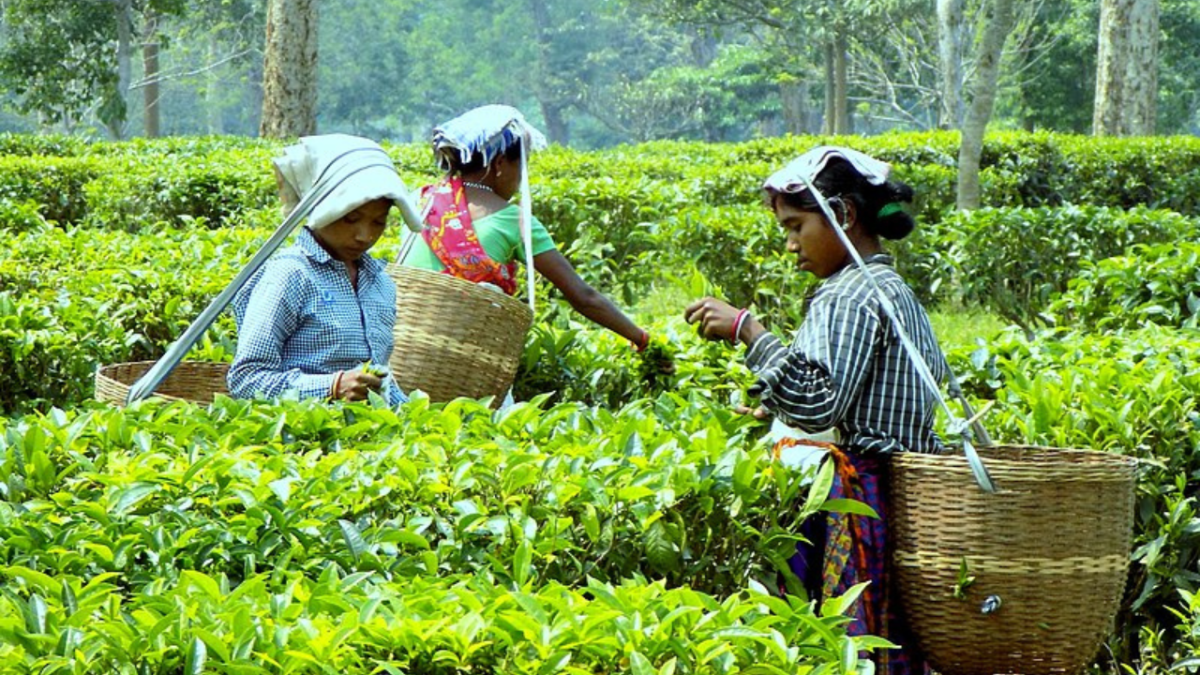 Guwahati Hosts Two-Day Bi-Centenary Conference To Mark 200 Years Of Assam Tea