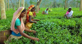 Assam: FSSAI CEO, Tea Board join hands with growers, planters to ensure safety and quality of tea production