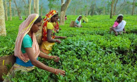 Assam: FSSAI CEO, Tea Board join hands with growers, planters to ensure safety and quality of tea production