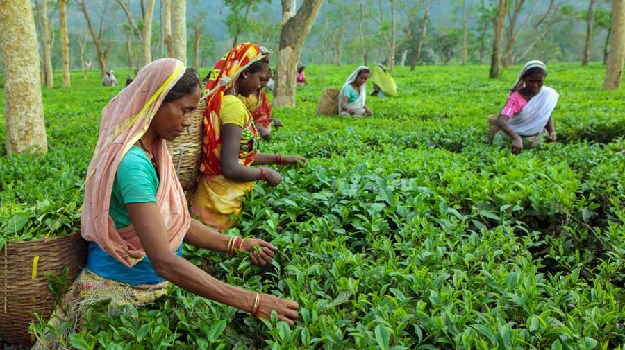 Assam: FSSAI CEO, Tea Board join hands with growers, planters to ensure safety and quality of tea production