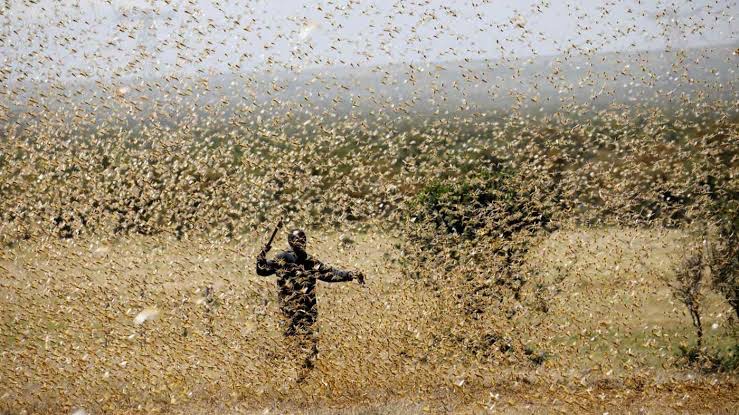 UN body in Afghanistan thanks India for assistance in combating locust threat