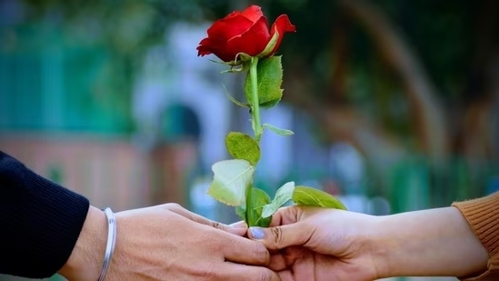 Rose Day- Significance and Celebration in Valentine's Week