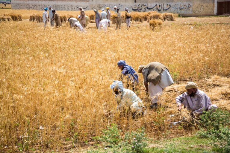 Pakistan farmers demands agricultural emergency in country