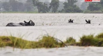 Assam Floods Claim Lives of 159 Wild Animals in Kaziranga National Park