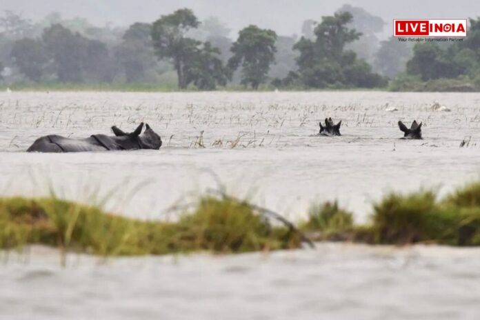 Assam Floods Claim Lives of 159 Wild Animals in Kaziranga National Park