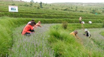 Lavender Cultivation Initiative Transforms Udhampur’s Agricultural Landscape