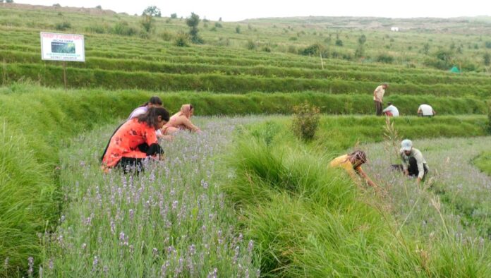 Lavender Cultivation Initiative Transforms Udhampur’s Agricultural Landscape