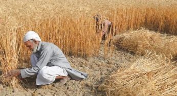 Pakistan Bans Wheat Imports and Flour Exports to Regulate Market