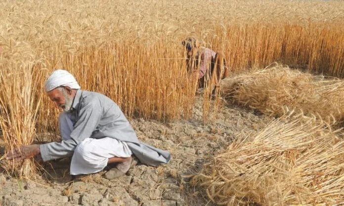 Pakistan Bans Wheat Imports and Flour Exports to Regulate Market