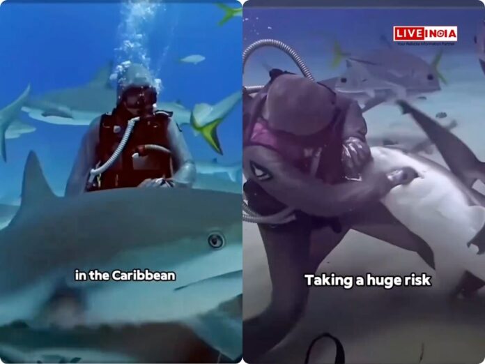 Sharks line up to be with this woman: watch incredible video