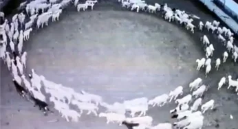 Mystery in Mongolia: Hundreds of Sheep Seen Walking in Circles for 12 Days