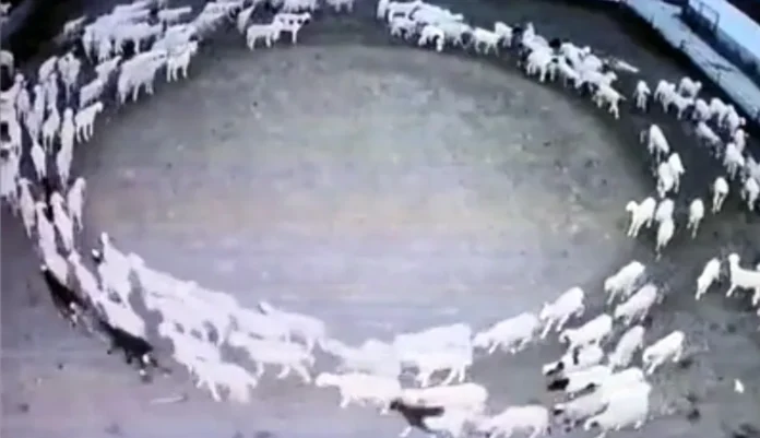 Mystery in Mongolia: Hundreds of Sheep Seen Walking in Circles for 12 Days