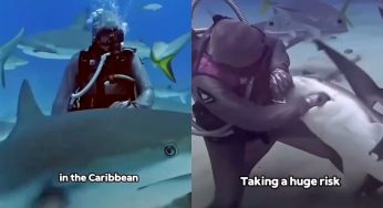 Sharks line up to be with this woman: watch incredible video