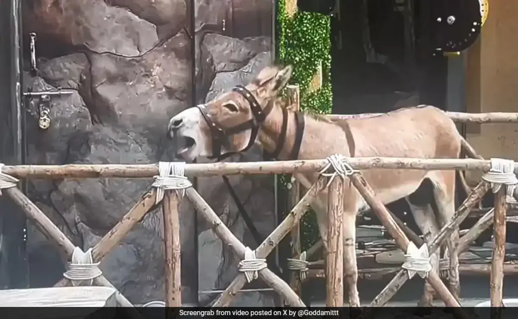 PETA India Appeals to Salman Khan for Donkey’s Removal from Bigg Boss 18