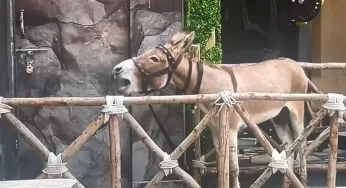 PETA India Appeals to Salman Khan for Donkey’s Removal from Bigg Boss 18