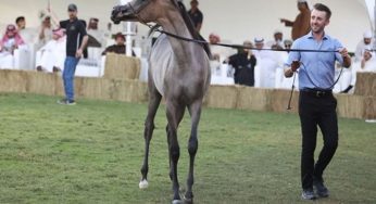 Dubai Arabian Horse Stud Auction Nets AED 5.5 Million in Sales