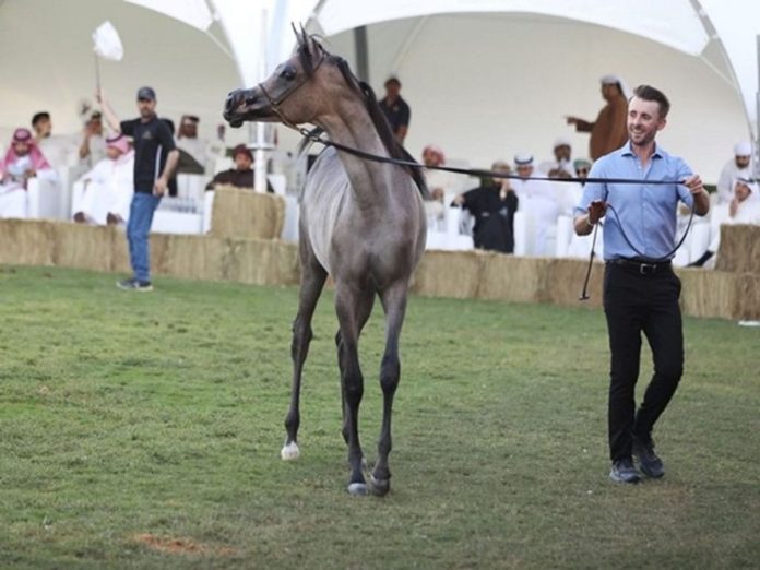 Dubai Arabian Horse Stud Auction Nets AED 5.5 Million in Sales