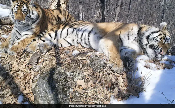 Love and Survival: Siberian Tiger Travels 200 Km to Reunite With Mate