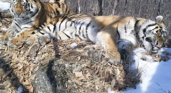 Love and Survival: Siberian Tiger Travels 200 Km to Reunite With Mate