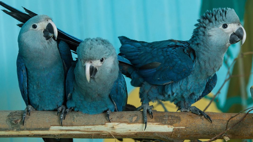 Vantara Partners with ACTP to Reintroduce Spix's Macaws to Brazil