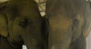 ISKCON Elephants Welcomed By Anant Ambani’s Vantara For Rehabilitation