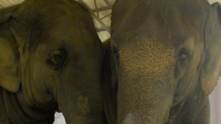 ISKCON Elephants Welcomed By Anant Ambani's Vantara For Rehabilitation