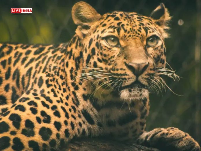 Shocking Wildlife Incident: Leopard Kills Blackbuck at Statue of Unity Safari Park; 7 More Die of Shock