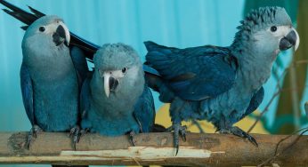 Vantara Partners with ACTP to Reintroduce Spix’s Macaws to Brazil