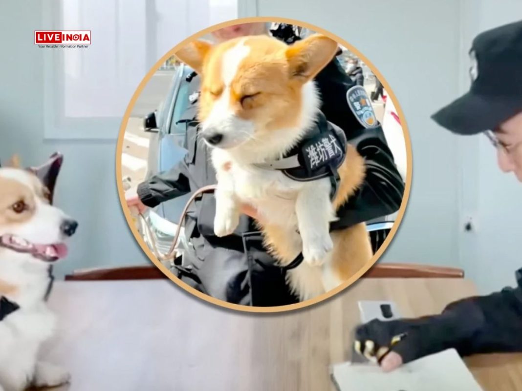 Chinese Police Dog Fuzai Loses Bonus for Sleeping on Job,' Internet Demands Justice