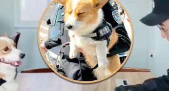 Chinese Police Dog Fuzai Loses Bonus for Sleeping on Job,’ Internet Demands Justice