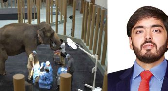 Anant Ambani’s Vantara Wins ‘Prani Mitra’ National Award For Exceptional Elephant Welfare Contributions