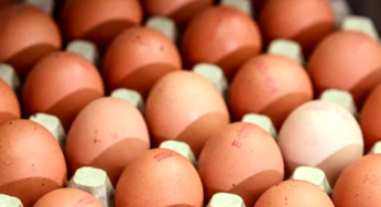 U.S. 1 Lakh Eggs Worth $40,000 Stolen in Pennsylvania Amid Severe Shortage
