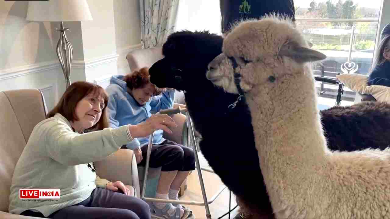 “Alpaca Joe” Brings Joy to Irish Nursing Homes with Woolly Animal Therapy