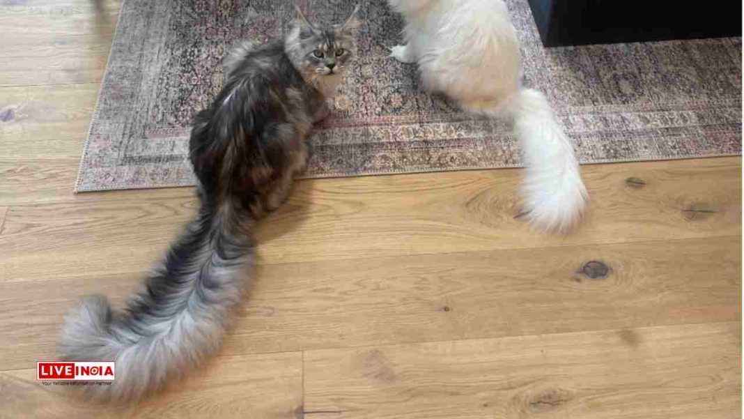 Meet Mr. Pugsley Addams: The Cat with the Longest Tail in the World