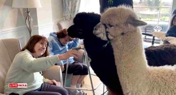“Alpaca Joe” Brings Joy to Irish Nursing Homes with Woolly Animal Therapy