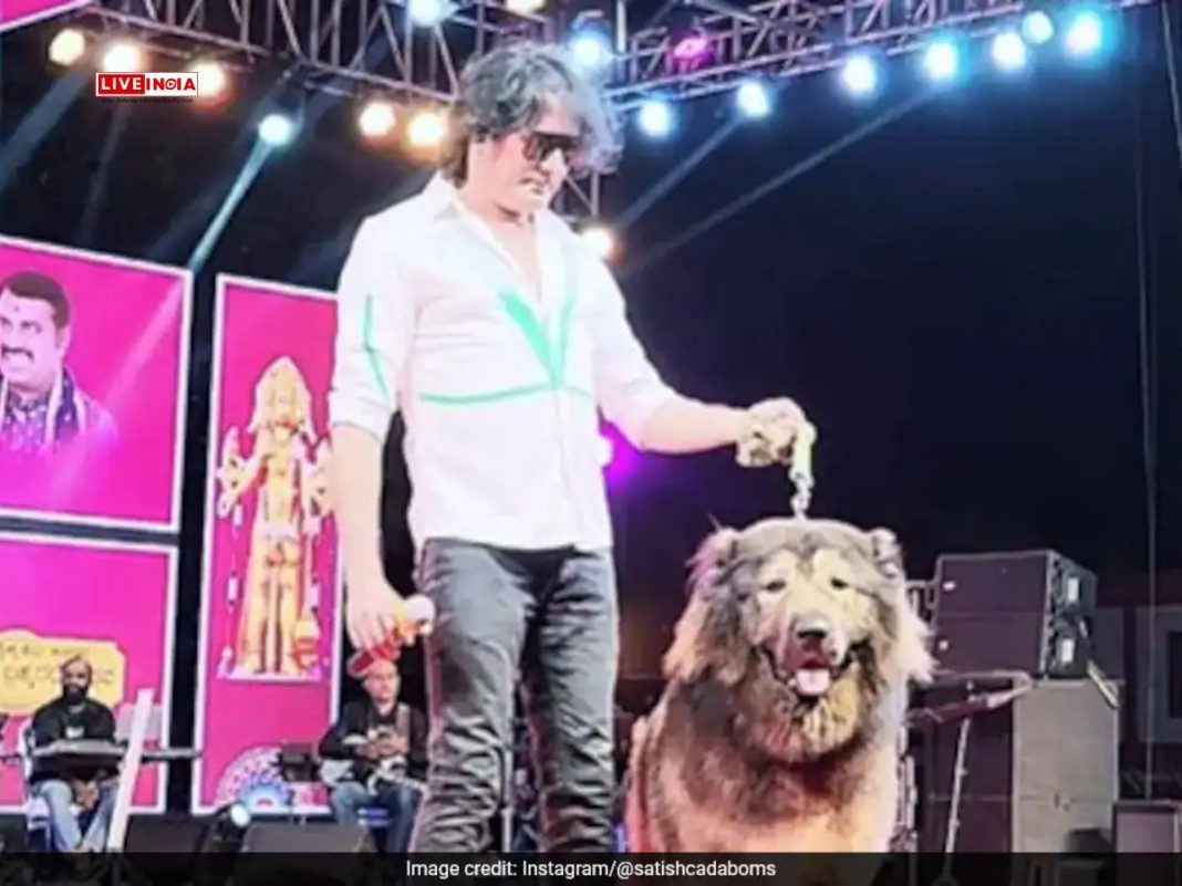 Bengaluru Man Buys World’s Most Expensive 'Wolfdog' for ₹50 Crore