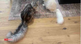 Meet Mr. Pugsley Addams: The Cat with the Longest Tail in the World