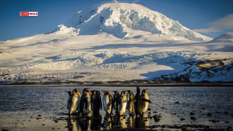 Trump Tariffs Target Remote Penguin Island With No Human Inhabitants