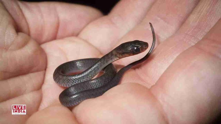 Virginia Woman Finds Baby Snake in Margarita at Mexican Restaurant