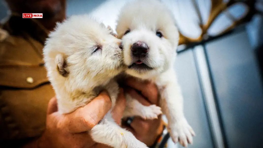 Groundbreaking Science: Dire Wolves Return From Extinction After 12,000 Years—Elon Musk Wants a Pet Woolly Mammoth Next