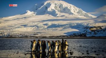 Trump Tariffs Target Remote Penguin Island With No Human Inhabitants